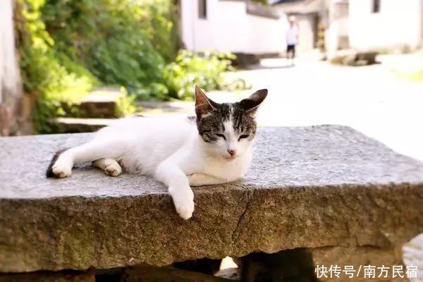 松鼠|黄山一座由夫妇两人在徽州打造徽派古居民宿，超大泳池丨清溪涵月