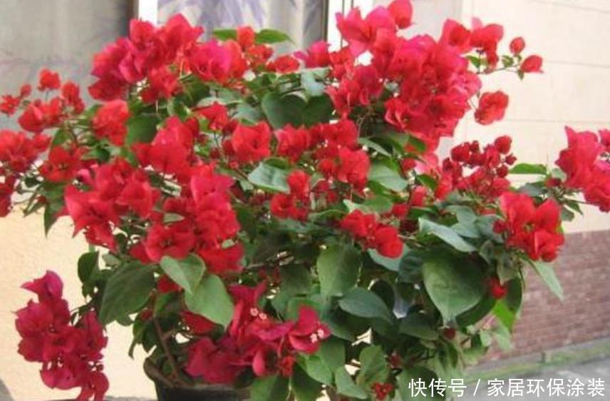 施肥|非常漂亮的4种花，养在家里，一年四季开花不断