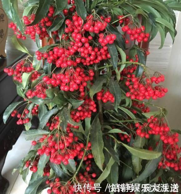 家里摆上10种花,越来越兴旺、发达,个个都是“吉祥”花