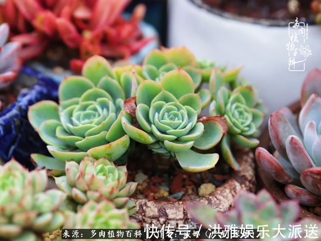 橙梦露|笼子里露养的多肉,越养越美!有多肉的日子伴着小确幸!