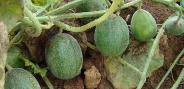 常吃|三伏天要多食此果,每天吃几个,排出毒素,肝脏越来越健康