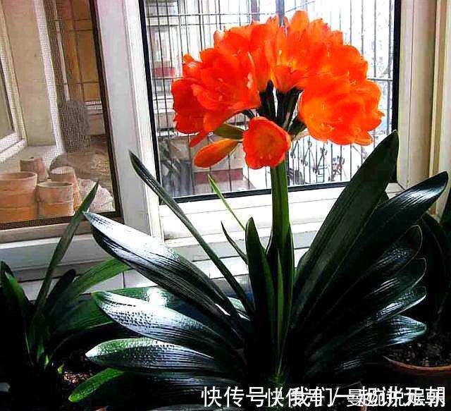 土壤|高手”用“黄土”养君子兰,一棵君子兰,不断生小芽,变成几十盆