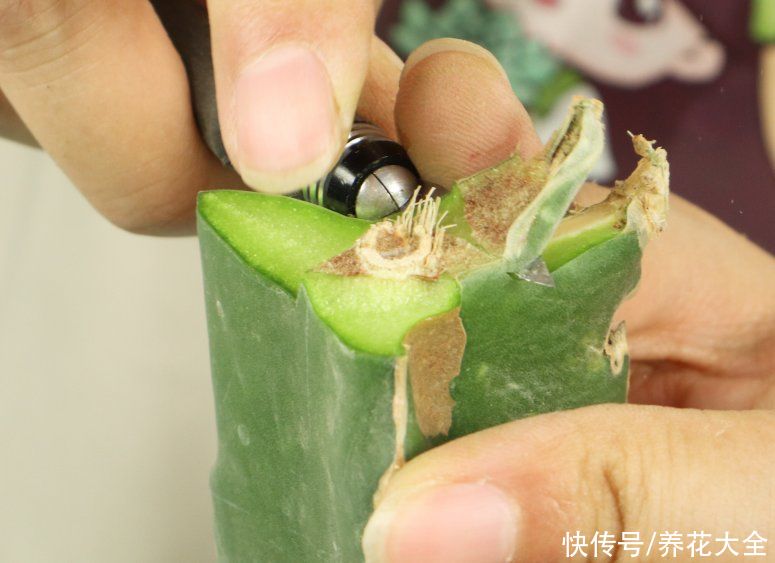 嫁接|养了30年的玉树，扦插开出9色花，快来沾沾喜气