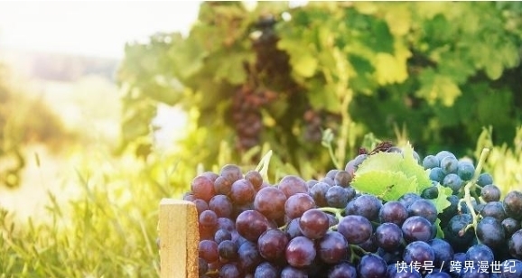 血糖高能吃葡萄吗?吃葡萄是升血糖,还是降血糖?今天给你说清楚