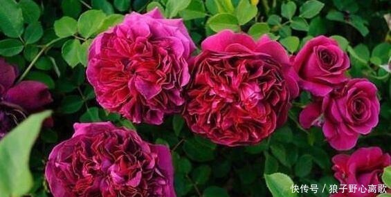 院子|这花很好看，院子阳台都能养，2年长一片，见的人都拍照发朋友圈！