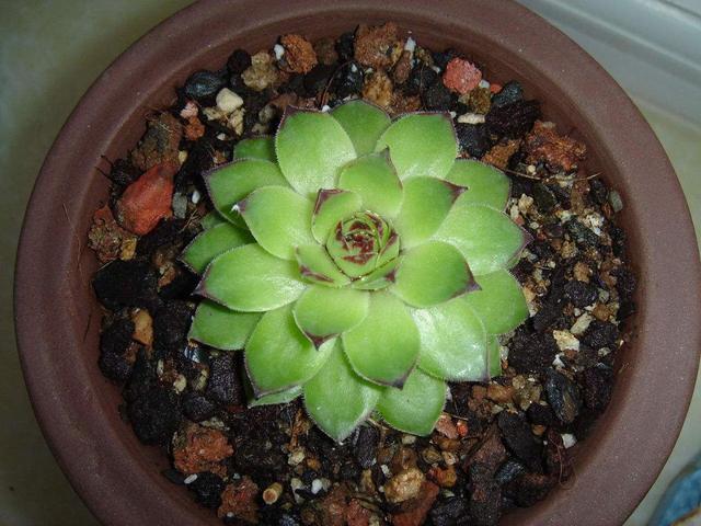 观音莲多肉叶片饱满有个性,想要养出“爆盆”感,这几招别错过