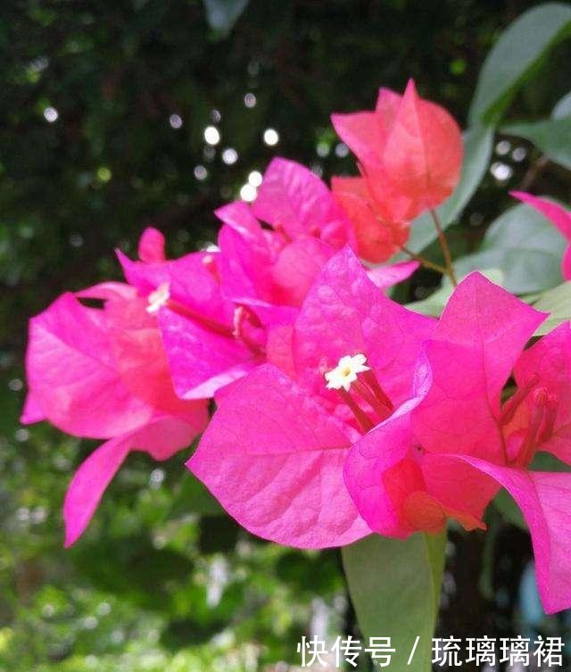 入秋后要及时修剪,不然6种花越长越丑!