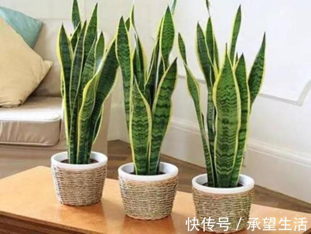 这几种花卉养家里吸毒气,轻松好心情,让你健康长寿
