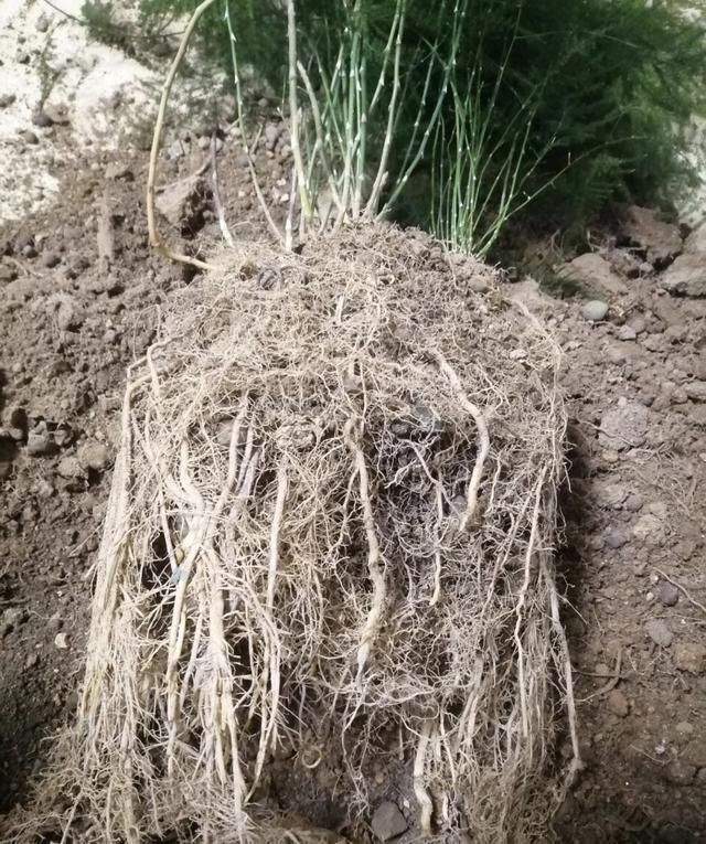 正确|5种花“专吃土”,砸开花盆全是“大块根”,这么做才正确