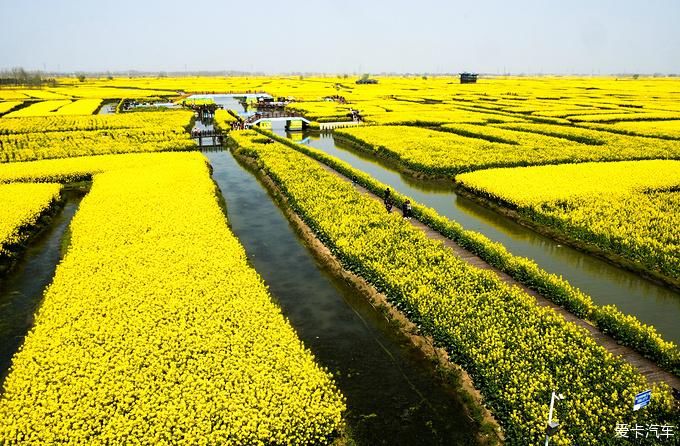 中年|春暖花开游江南-千垛景区水上森林之旅