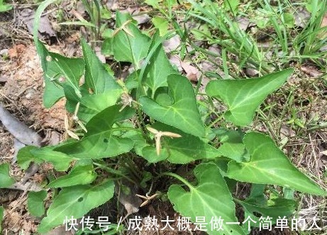 香附|农村地里到处都是的野草,人称“犁头草”,药用价值高,值得重视