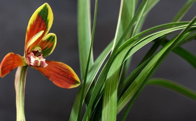 业余|养兰花需要知识,经验,实践,试着享受这个过程,养出好兰花