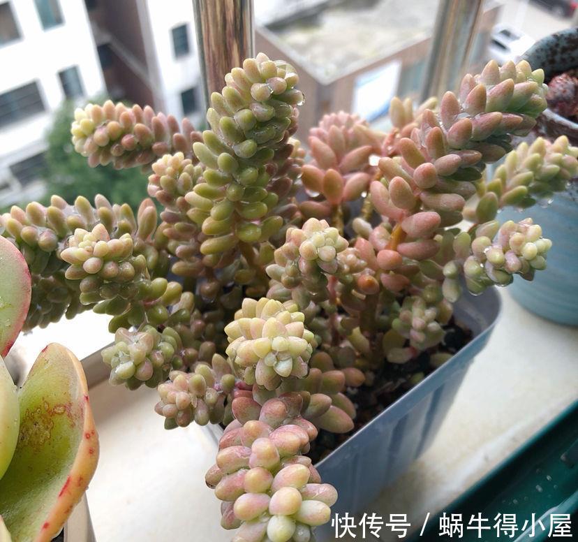 光照|5月,养多肉先检查一遍,看看它们有没有这些症状,休眠了?