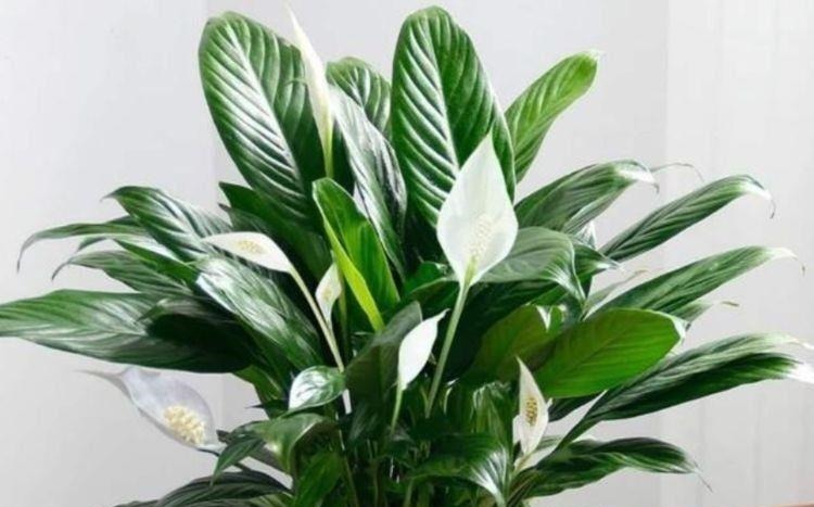 家里喜欢养花，此款花卉一年四季开花，越热越疯长，花朵绚丽繁盛