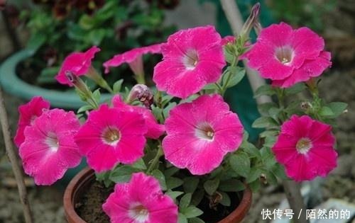 阳台养上6种花,再不担心没花赏,开花一茬接一茬,花朵鲜艳!