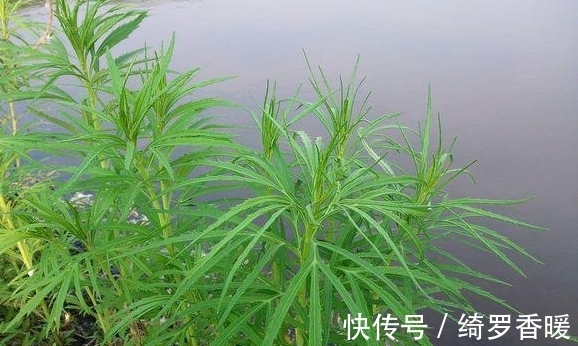 艾蒿|被列为“国宴用菜”,北方独有,营养价值高,遇到不要错过