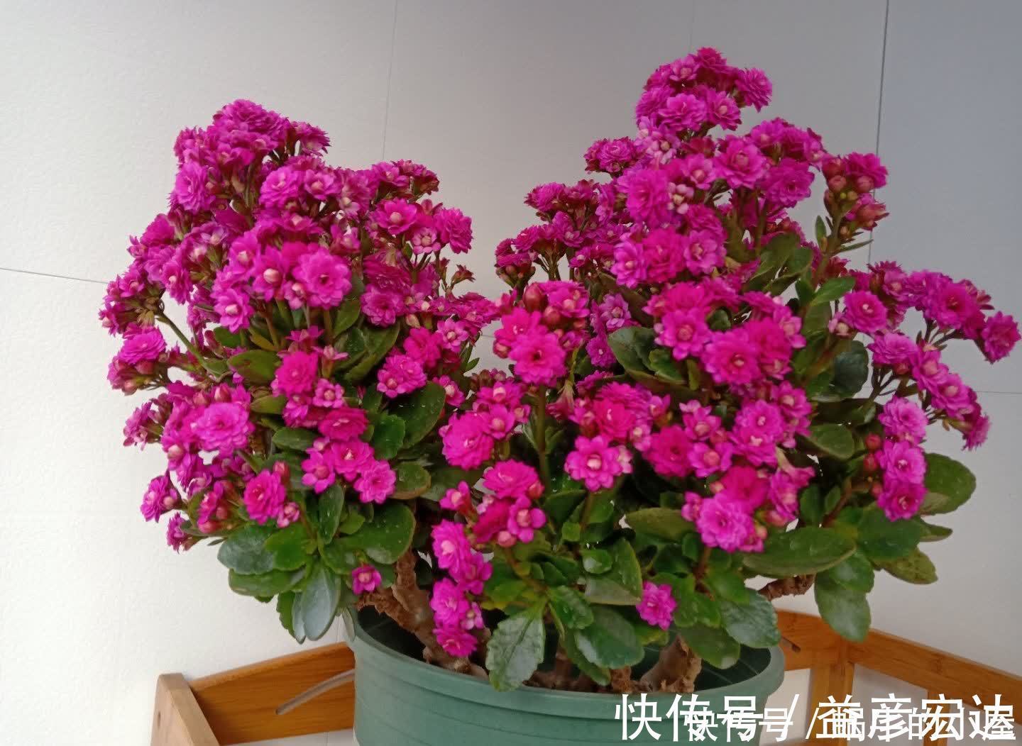 旺盛|松针怎么养花?有3种方法,盆土更肥沃了,花草旺盛