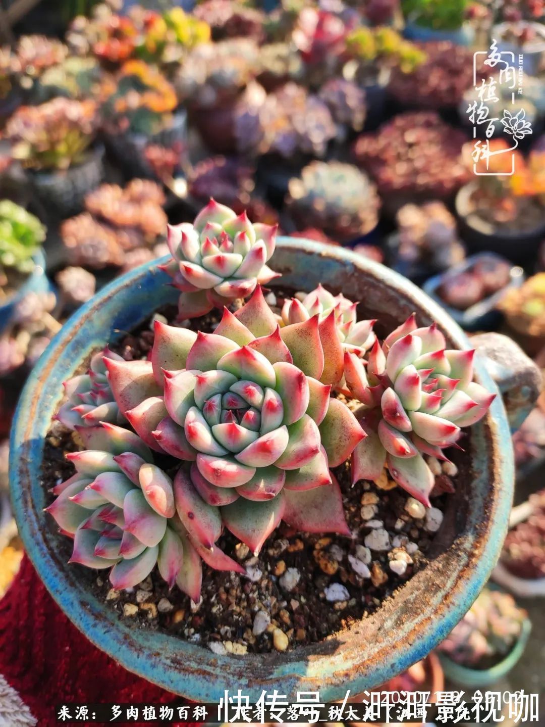 长势|为提升免疫力而养多肉植物,养肉后,体弱的我身体越来越好!