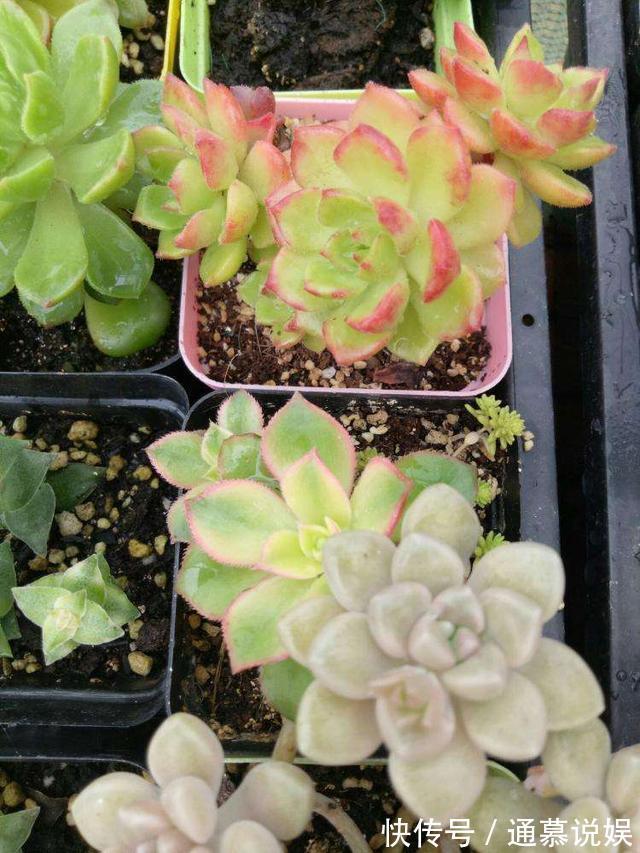 多肉不能随便养，挑这3个品种，三五年成老桩，价值涨了不少