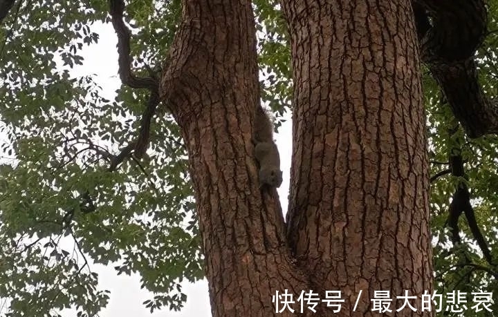 松鼠|假期最后一天，西湖边网红被抓走！大伯一句话扎心：胖得都跑不动了