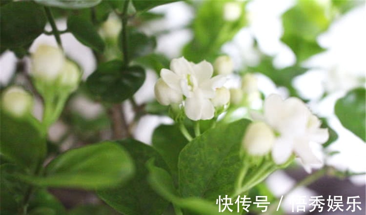养茉莉,做好“三勤一懒”,茉莉呼呼冒花苞,开花开到深秋去!