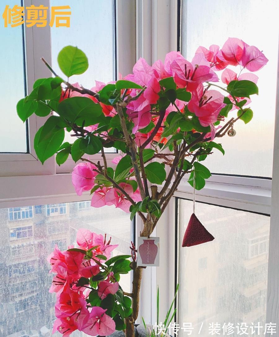 茉莉花|6种“漂亮花”,长了就狠剪,舍不得剪害处大,耽误一年开花量