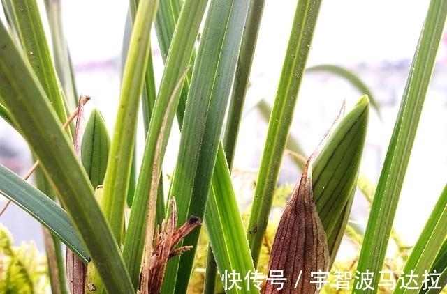 兰花分株的正确方法有哪些？新手兰友速成技巧，简单又实用