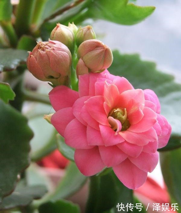 gt|你家长寿花“修剪”了吗趁着花败剪一剪,天气好,还能开一茬!