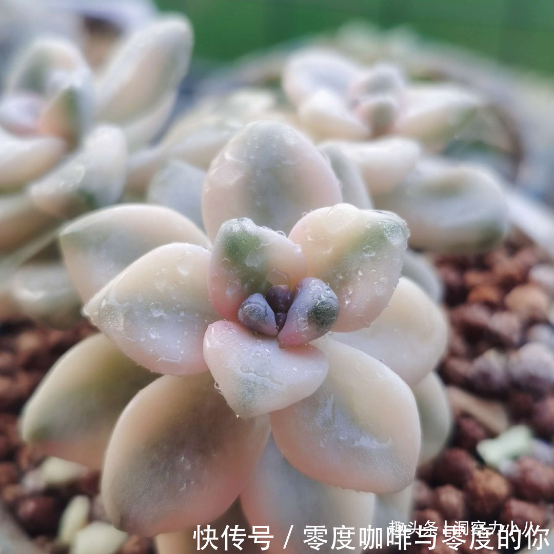 走下神坛的“三多肉”，叶色斑斓“易群生”，不出状态也很仙