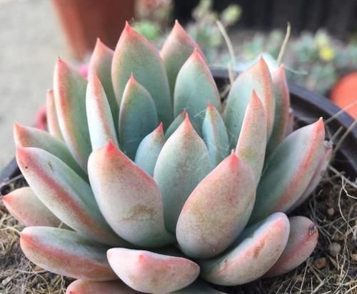 多肉植物|多肉叶子不着色,该怎么解决?做到这些,上色容易还格外好看