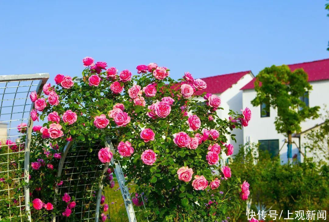 上师大|打卡！这里的繁花似锦，藏不住啦