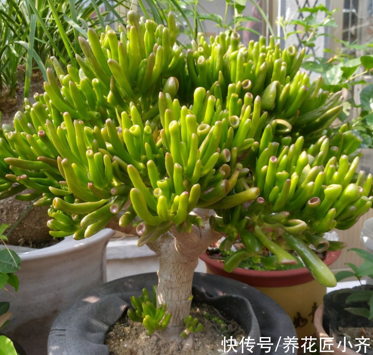 树形|不喜欢小型多肉？养这两种试试，养成树形老桩才好看，而且很好养