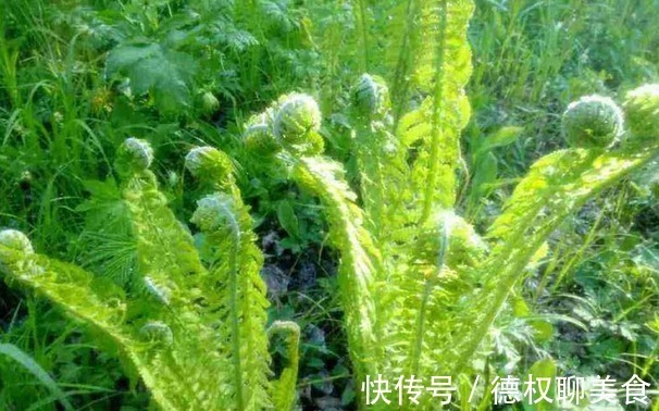 观赏植物|山上常见野菜，做来吃简单美味又健康，此野菜还能杀虫，更健康