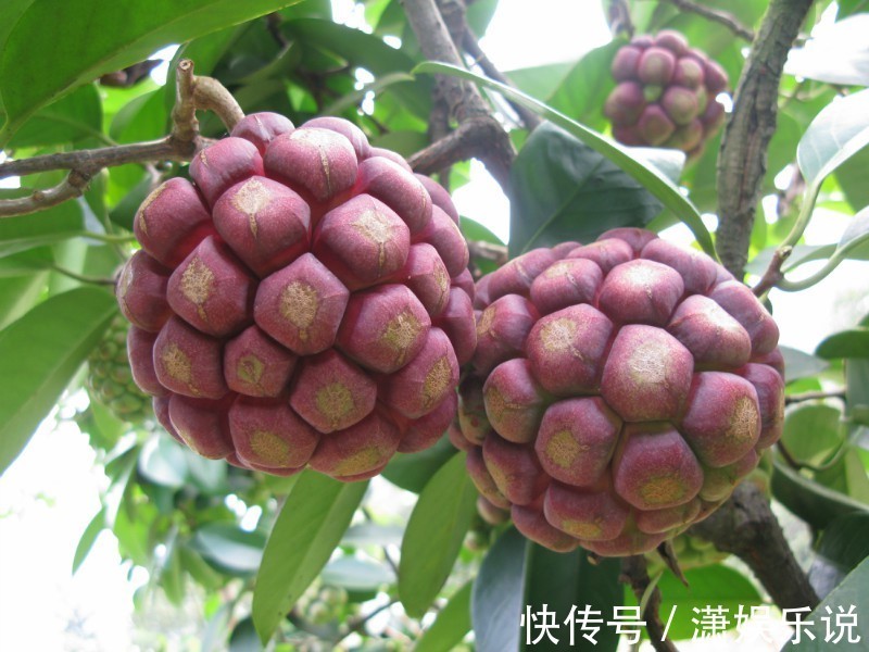 布福娜|女性不想子宫早衰,此果每天吃两个,滋养卵巢,妇科疾病不再扰!