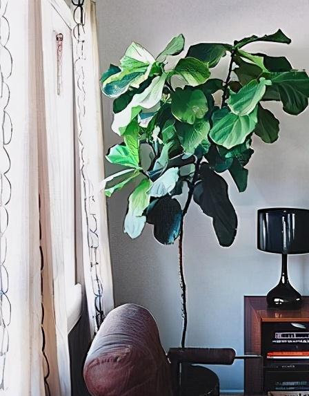 3种花,疯长起来就刹不住车,还贼好看,邻居抢着上门要