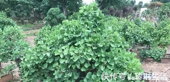 苍劲|这3种盆景可以养成传家宝,再穷也要养,越老越值钱!