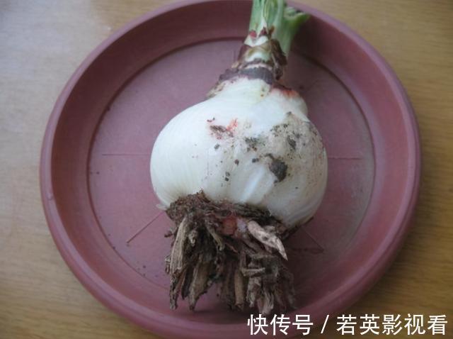 富贵竹|扔花正当时！垃圾桶边看到4种花，赶紧捡回家，一个月就能大变样