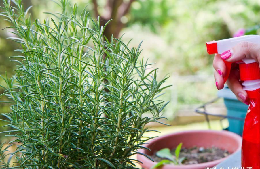 养花|5种“调味品”养花,能杀虫除菌,叶绿花艳,你用过几种?