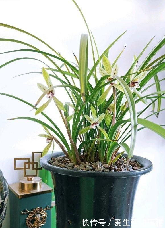 肥料|兰花需不需要施肥?什么时候施肥?用哪种肥料?1份清单看好了