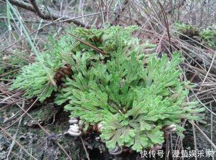 盆栽|山坡上的“野草”,挖1棵当盆栽,2年后价值“翻10倍”,珍贵