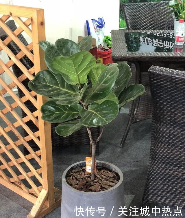 这花真是太难养了,买一盆死一盆,新手还是要谨慎!