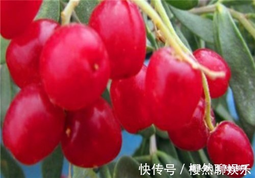 黄花菜|凉爽的秋天来了，建议您常吃3种食物，有助睡眠，增强抵抗力