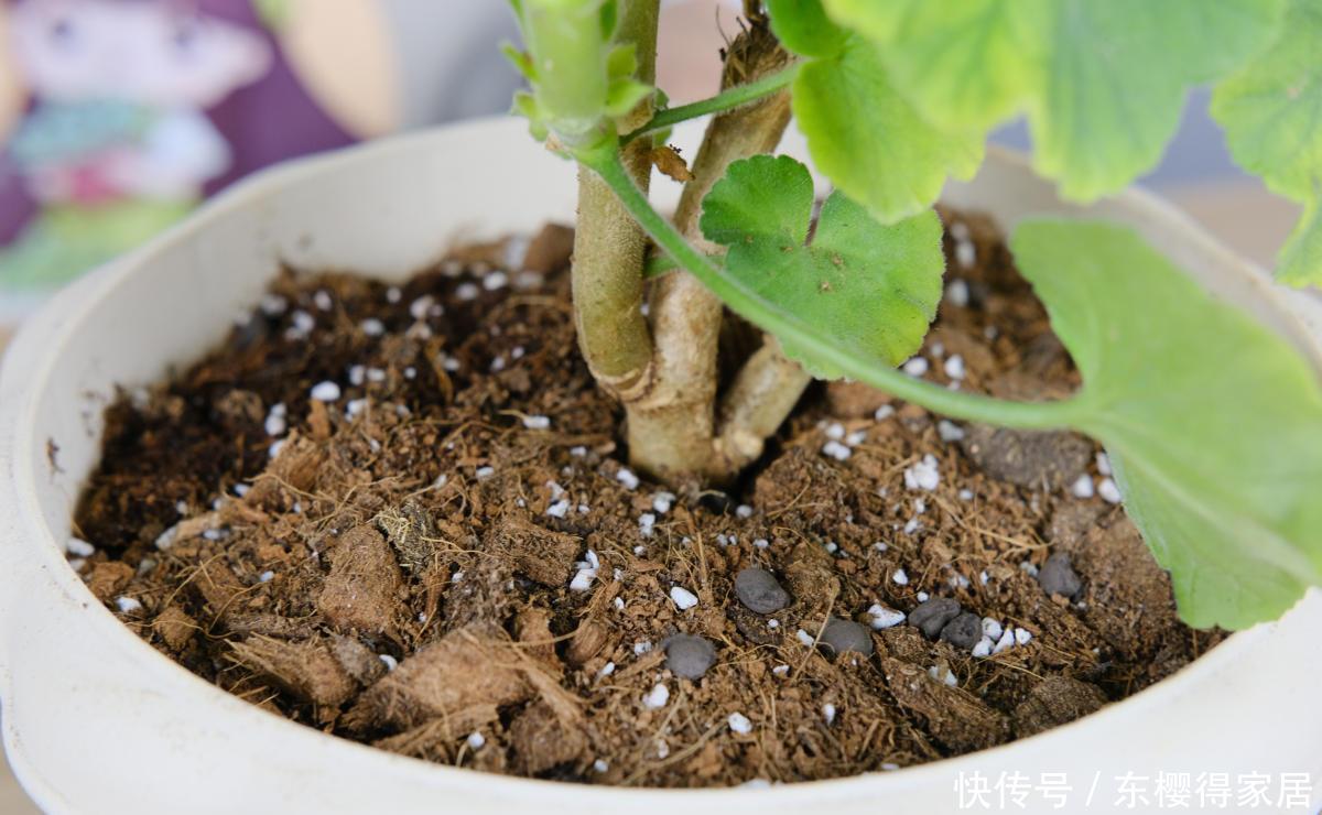 养花配土太重要,土壤配错了,花都死翘翘