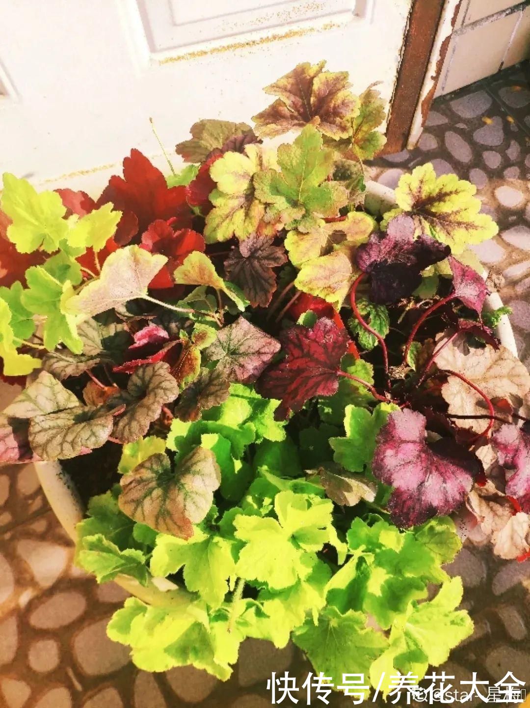 4种耐阴花，光不好也能嗖嗖长，摆家里特别上档次