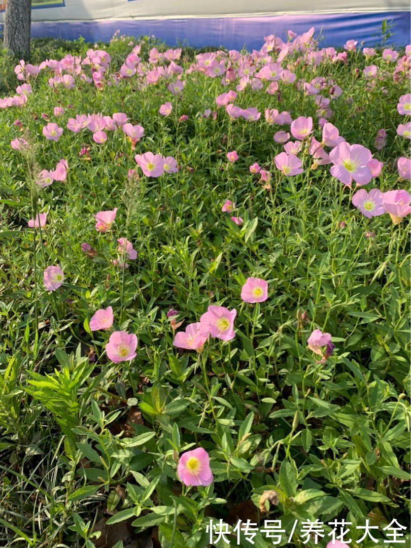  春天在院子里养3种花，开花后令人惊叹，满眼繁花似锦