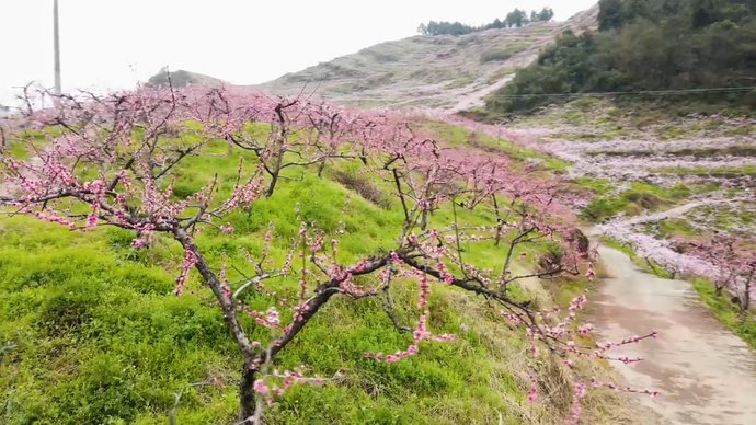 桃之夭夭醉春风 万州这片“桃花源”待你探寻