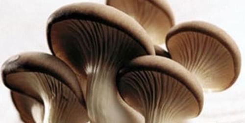 此面食不吃可惜了,一折一卷就上桌,营养好吃,比牛羊肉还香