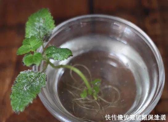 “扦插”不生根给它放点“调料”，枝条泡一泡，3天冒出大白根