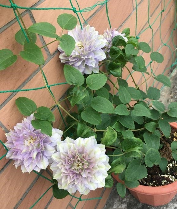 室内养花，有3个“禁忌”，难怪黄叶不开花，现在改了还不晚