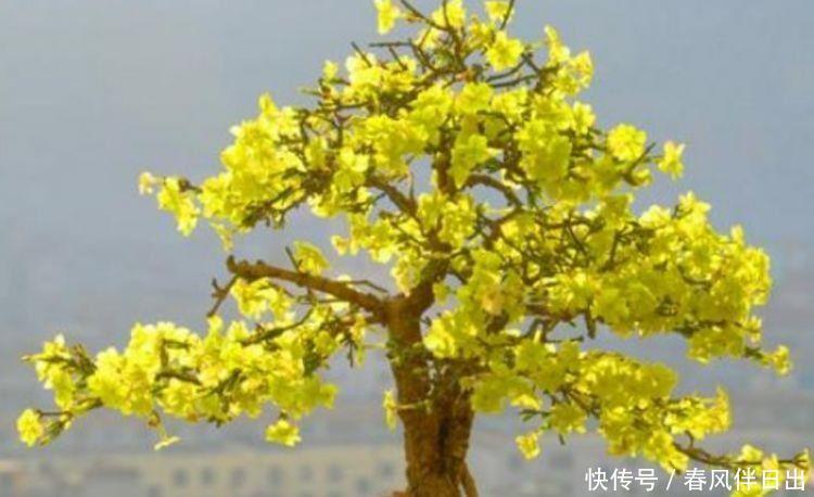 4种花现在养刚刚好,冬天开花很漂亮,招财又纳福,谁养谁喜欢